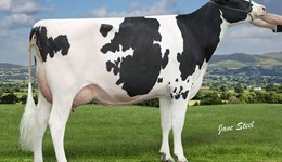 New spring calving sire ties at the top